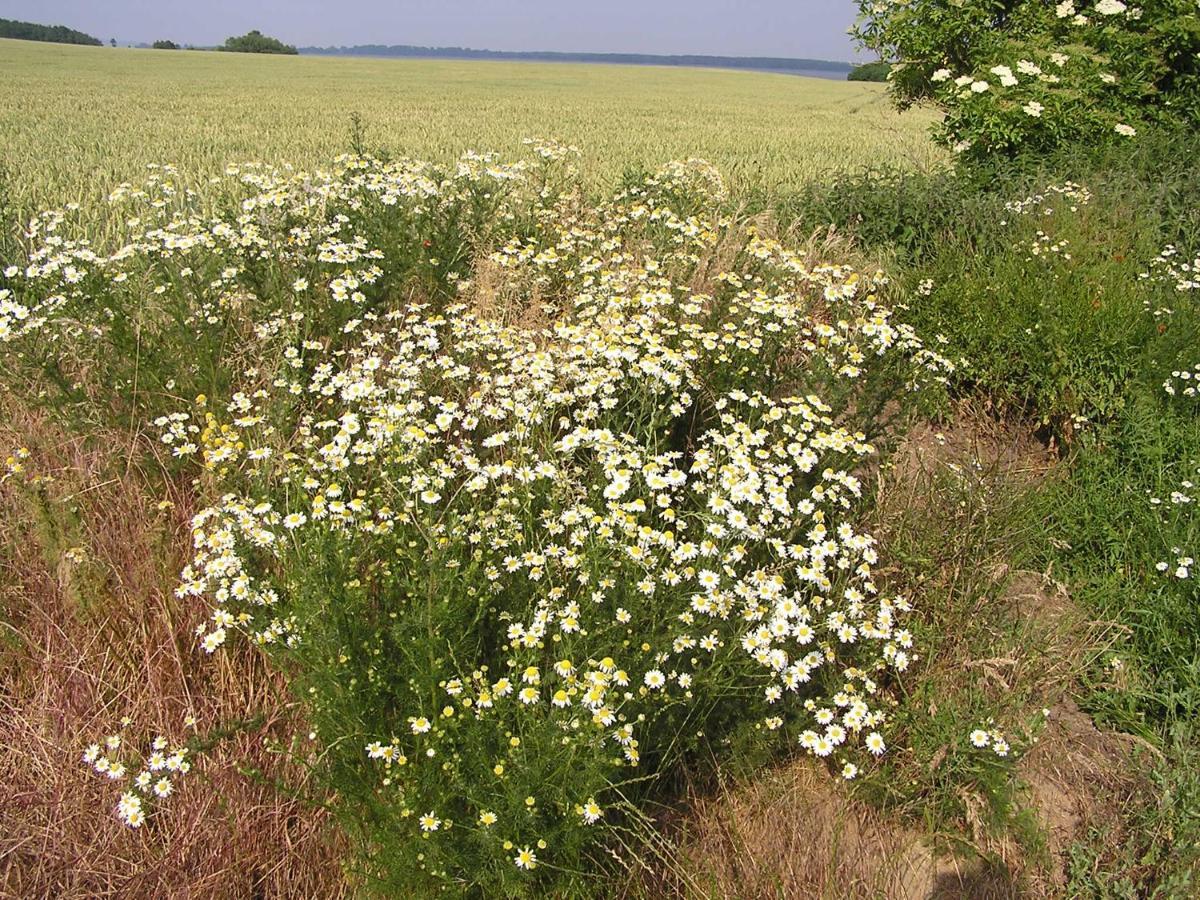Peeneurlaub Lassan Buitenkant foto